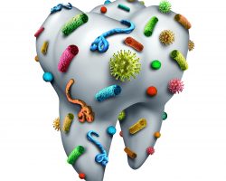 Tooth Germs